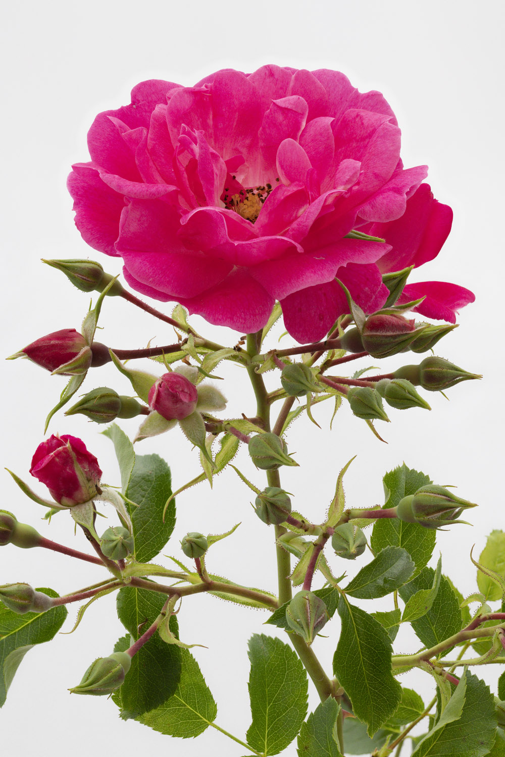 Jardin de Bagatelle #pierrejosephredout&eacute;